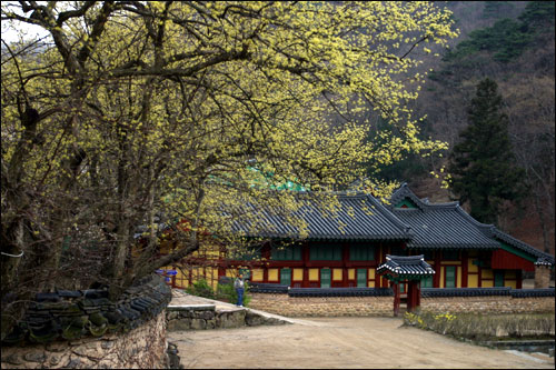 사찰 경내에 산수유 향기가 진동한다 